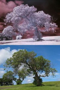 Infrared Trees